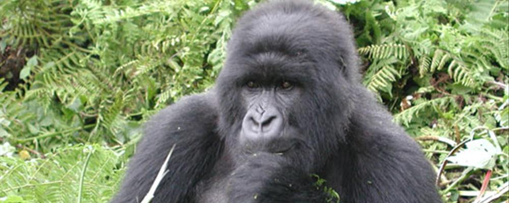 gorillas in the mist, rwanda